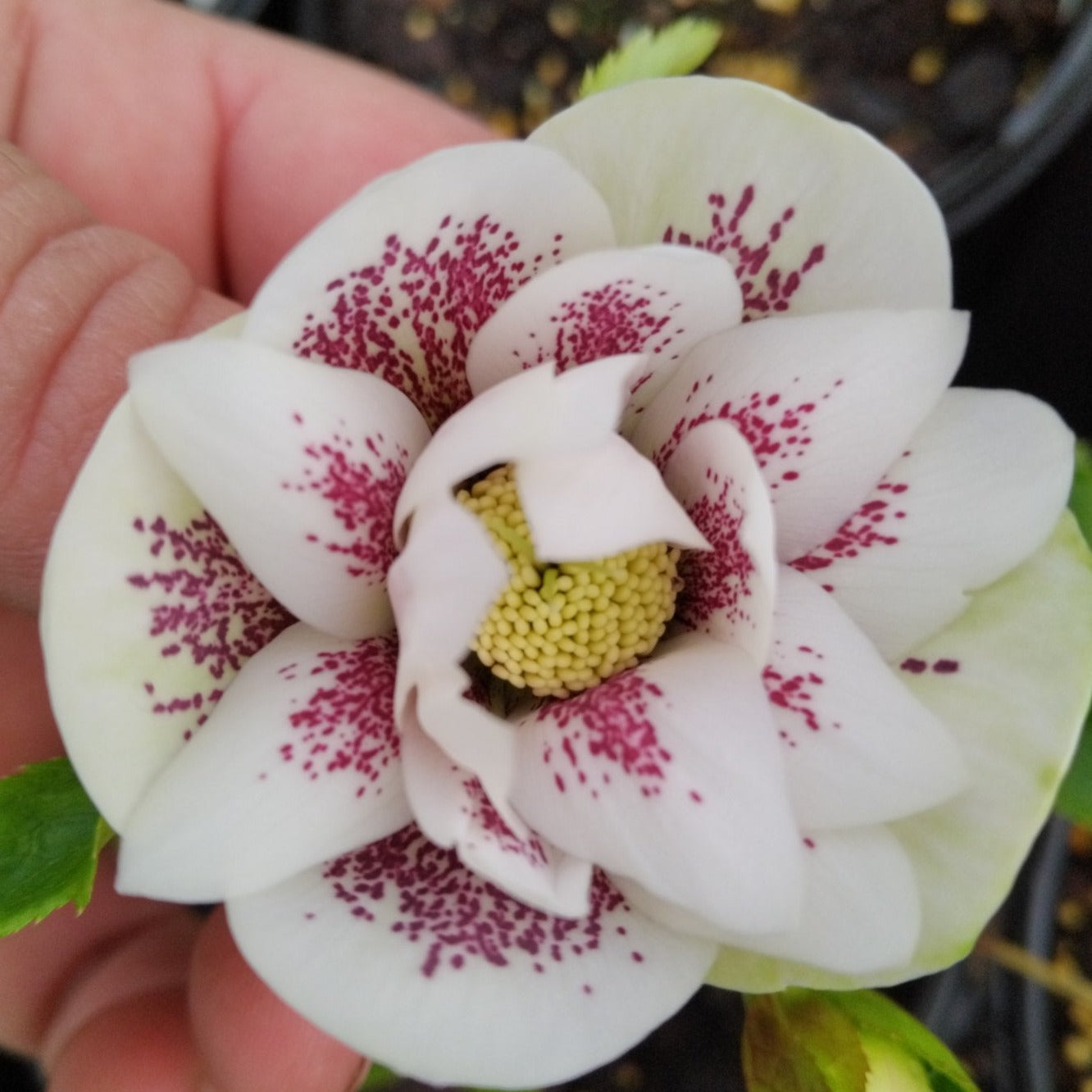 Helleborus 'Southern Belle' (Lenten Rose Hybrid)