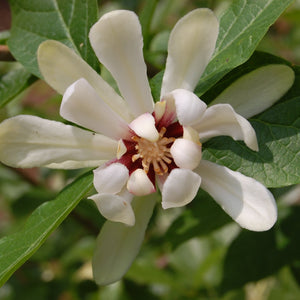 Calycanthus 'Venus' (Sweetshrub)