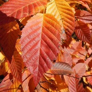 Carpinus caroliniana 'MY Select Strain' (Wisconsin Red™ Hornbeam)