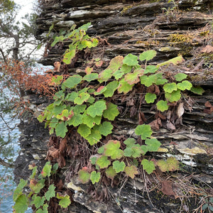 Heuchera villosa macrorrhiza 'Autumn Bride' (Hairy Alum Root)