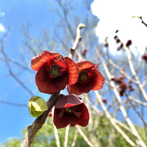 Asimina triloba (Pawpaw)