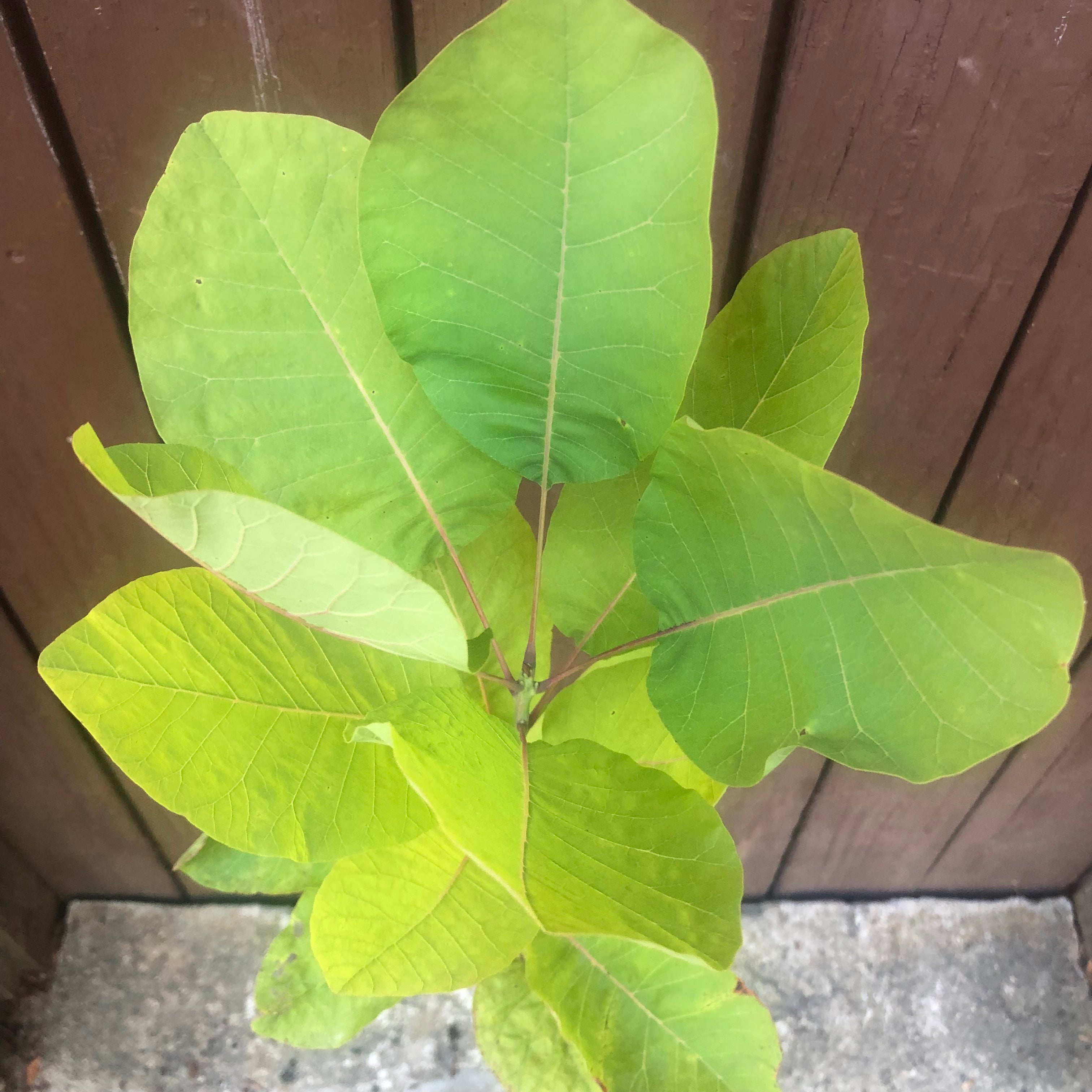 Cotinus obovatus (American Smoketree)