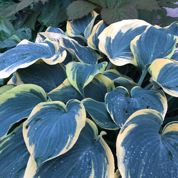 Hosta 'First Frost' (Plantain Lily)