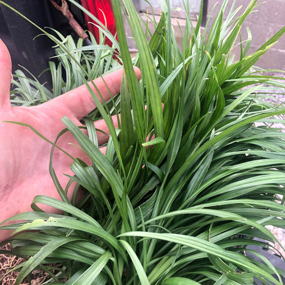 Reineckea carnea (Ribbon Lily)
