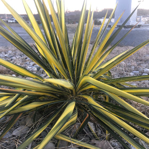 Yucca filamentosa 'Color Guard' (Adam's Needle)