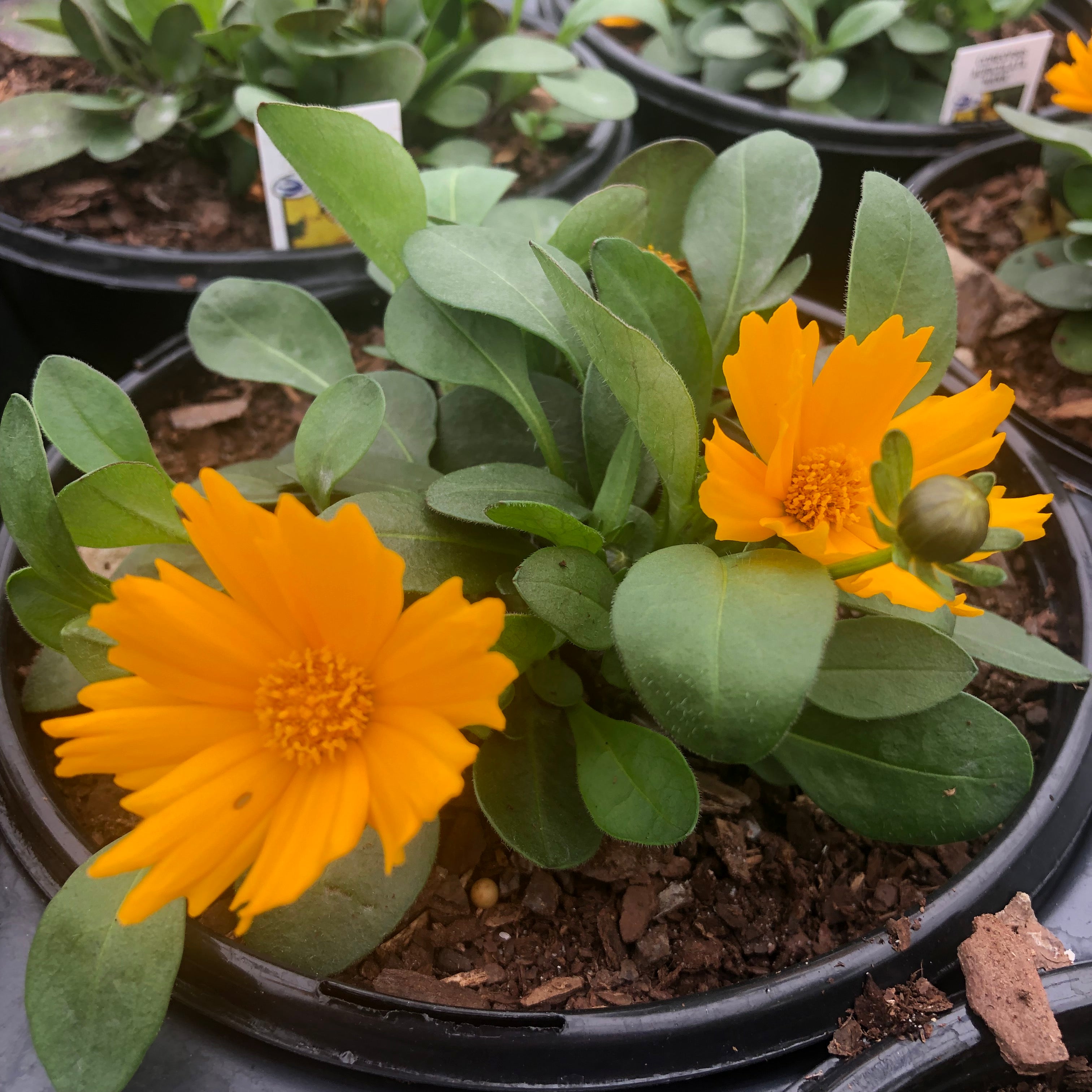 Coreopsis auriculata 'Nana' (Ear-Leaved Tickseed)