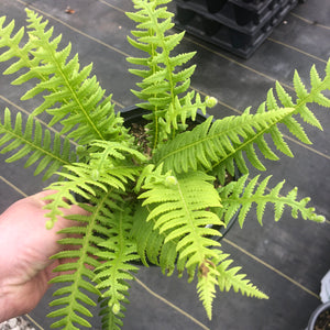 Thelypteris decursive-pinnata (Japanese Beech Fern)