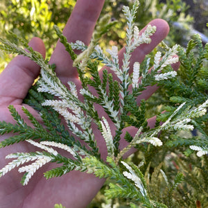 Thujopsis dolabrata 'Variegata' (Hiba Arborvitae)