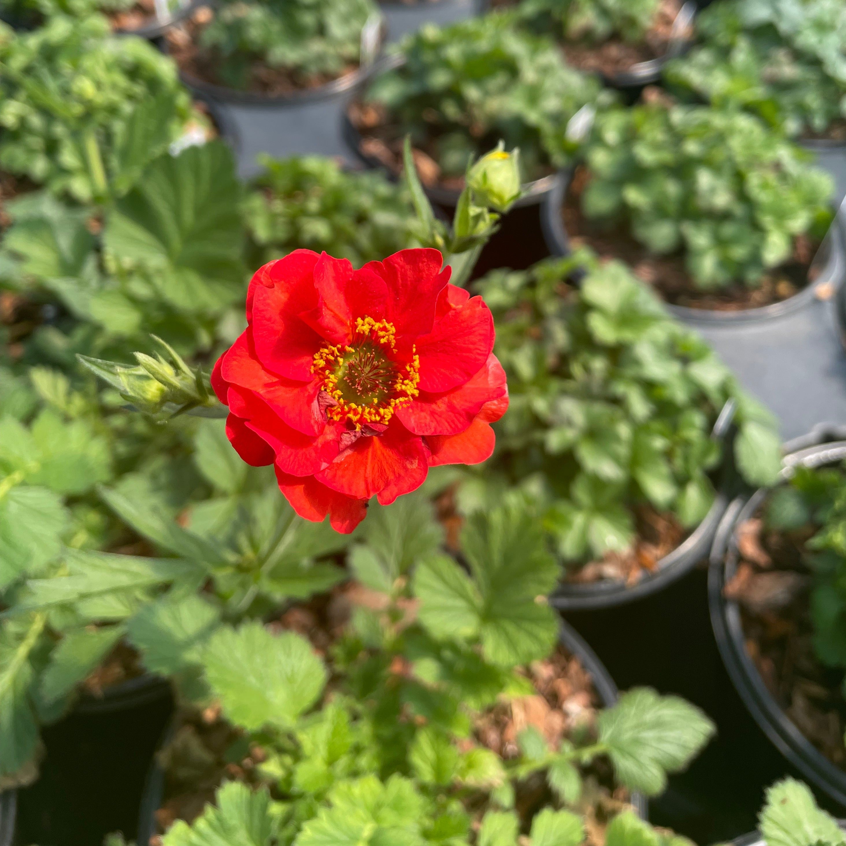 Yew Dell Botanical Gardens