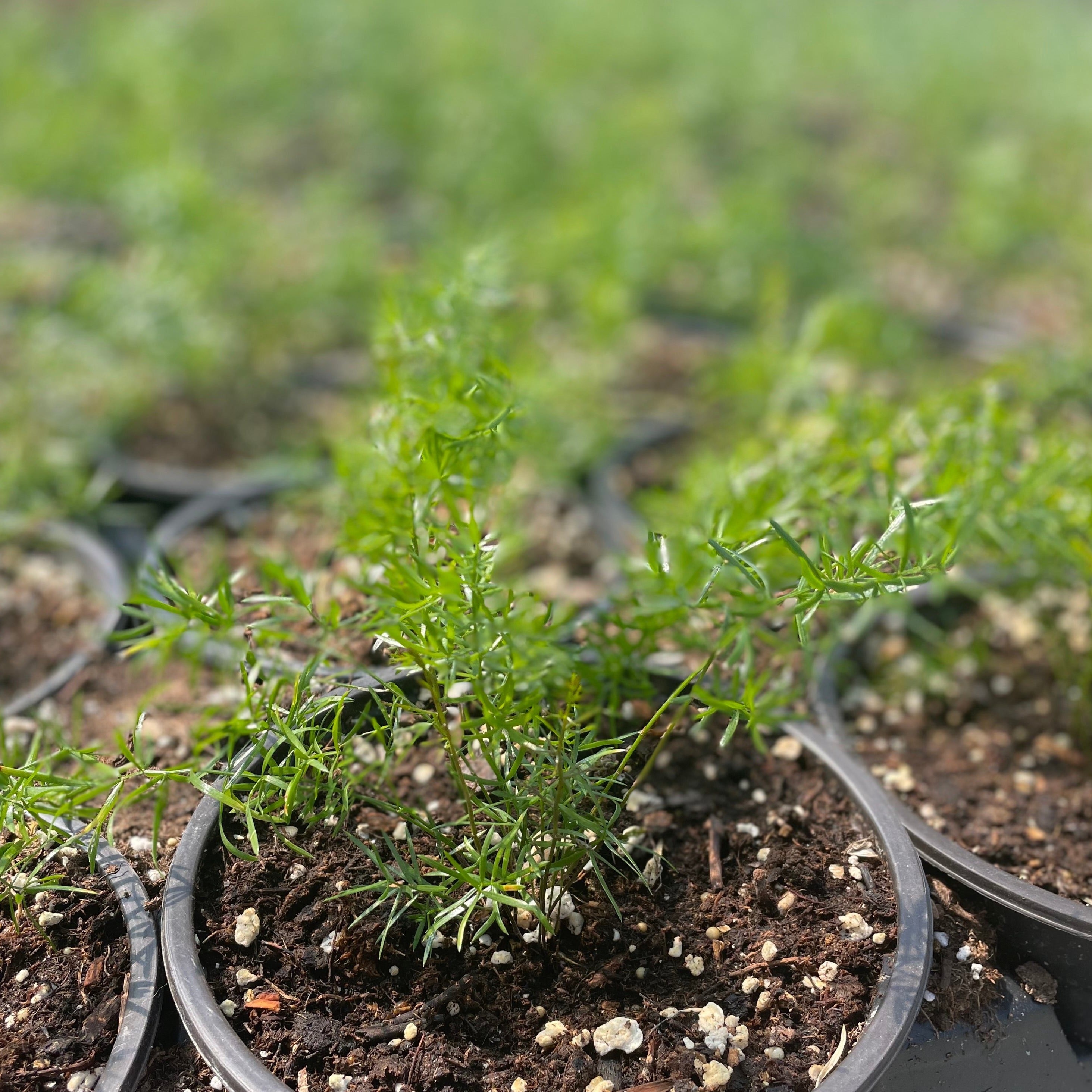Asparagus densiflorus 'Sprengeri' (Asparagus Fern)