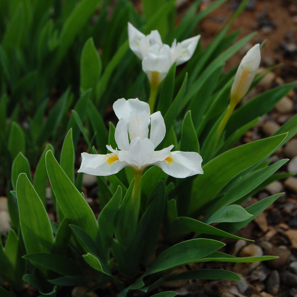 Iris cristata 'Tennessee White' (Dwarf Crested Iris)