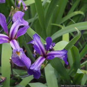 Iris versicolor 'Purple Flame' (Blue Flag Iris)