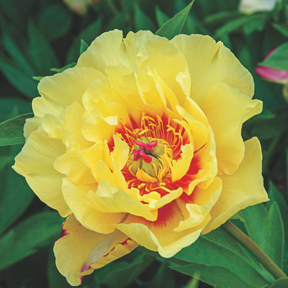 Paeonia 'Sequestered Sunshine' (Intersectional Peony)