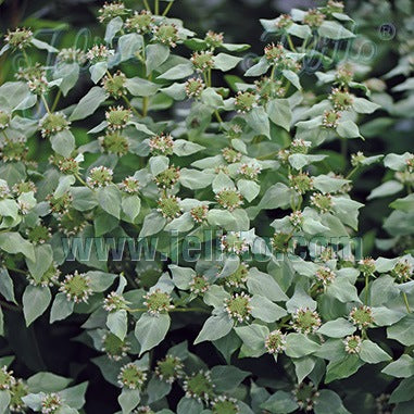 Pycnanthemum muticum (Blunt Mountain Mint)