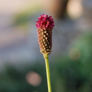 Sanguisorbia tenuifolia (Japanese Burnet)