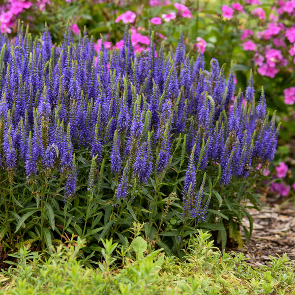 Veronica 'Wizard of Ahhs' (Magic Show® Spike Speedwell)