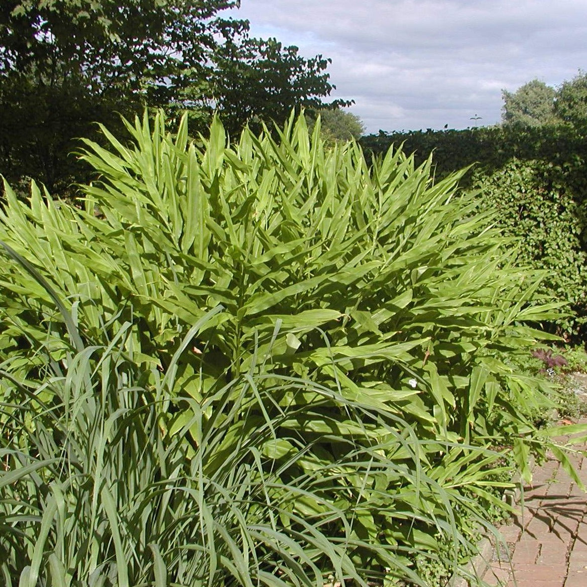 Yew Dell Botanical Gardens