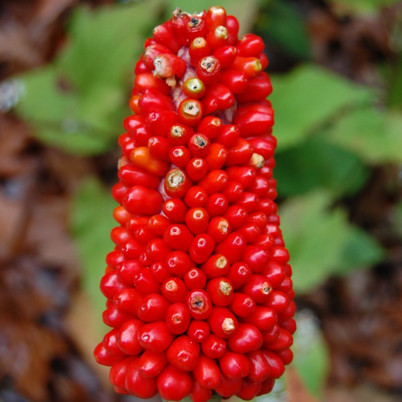 Arisaema dracontium (Green Dragon)