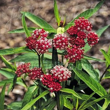 Asclepias incarnata 'Cinderella' (Swamp Milkweed)