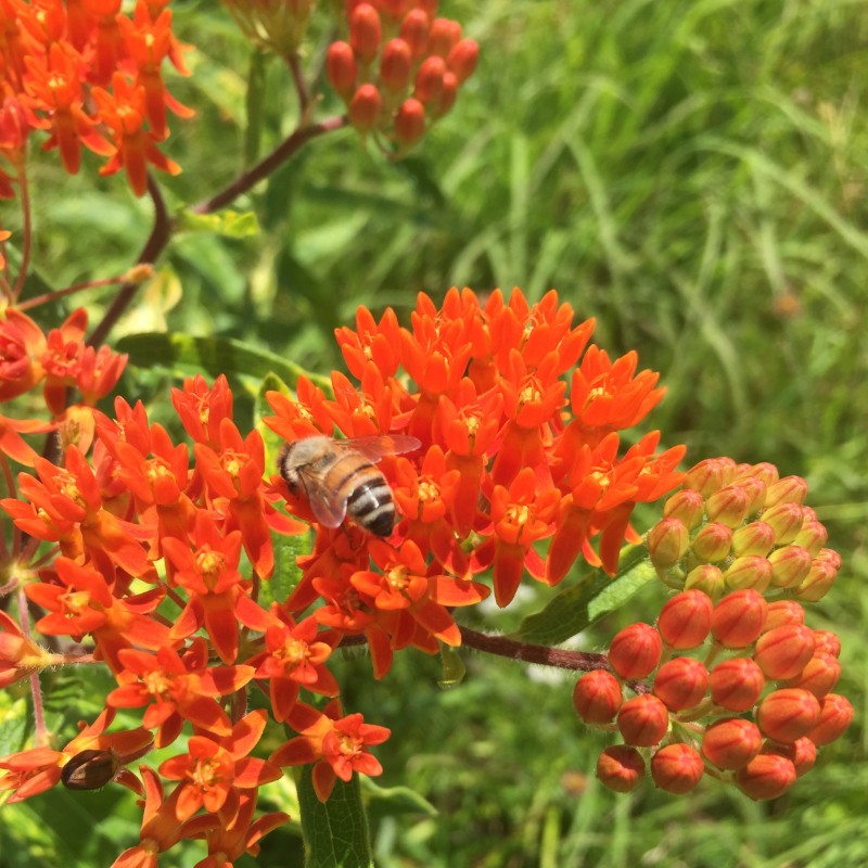 Asclepias tuberosa (Butterfly Weed)