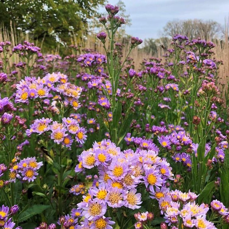 Aster tataricus 'Jindai' (Tatarian Aster)