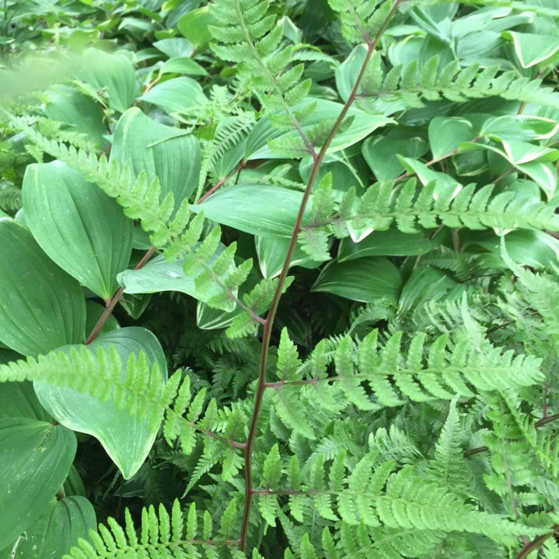 Athyrium filix-femina 'Lady in Red' (Lady Fern)