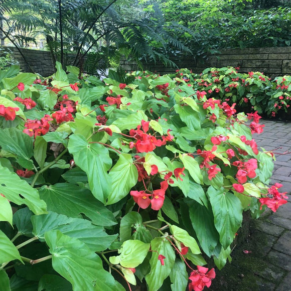 Begonia 'Canary Wings' (Dragon Wing Begonia)