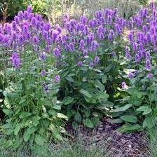 Betonica officinalis 'Hummelo' (Lamb's Ear)