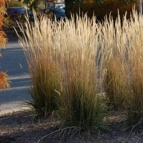Calamagrostis 'Karl Foerster' (Feather Reed Grass)