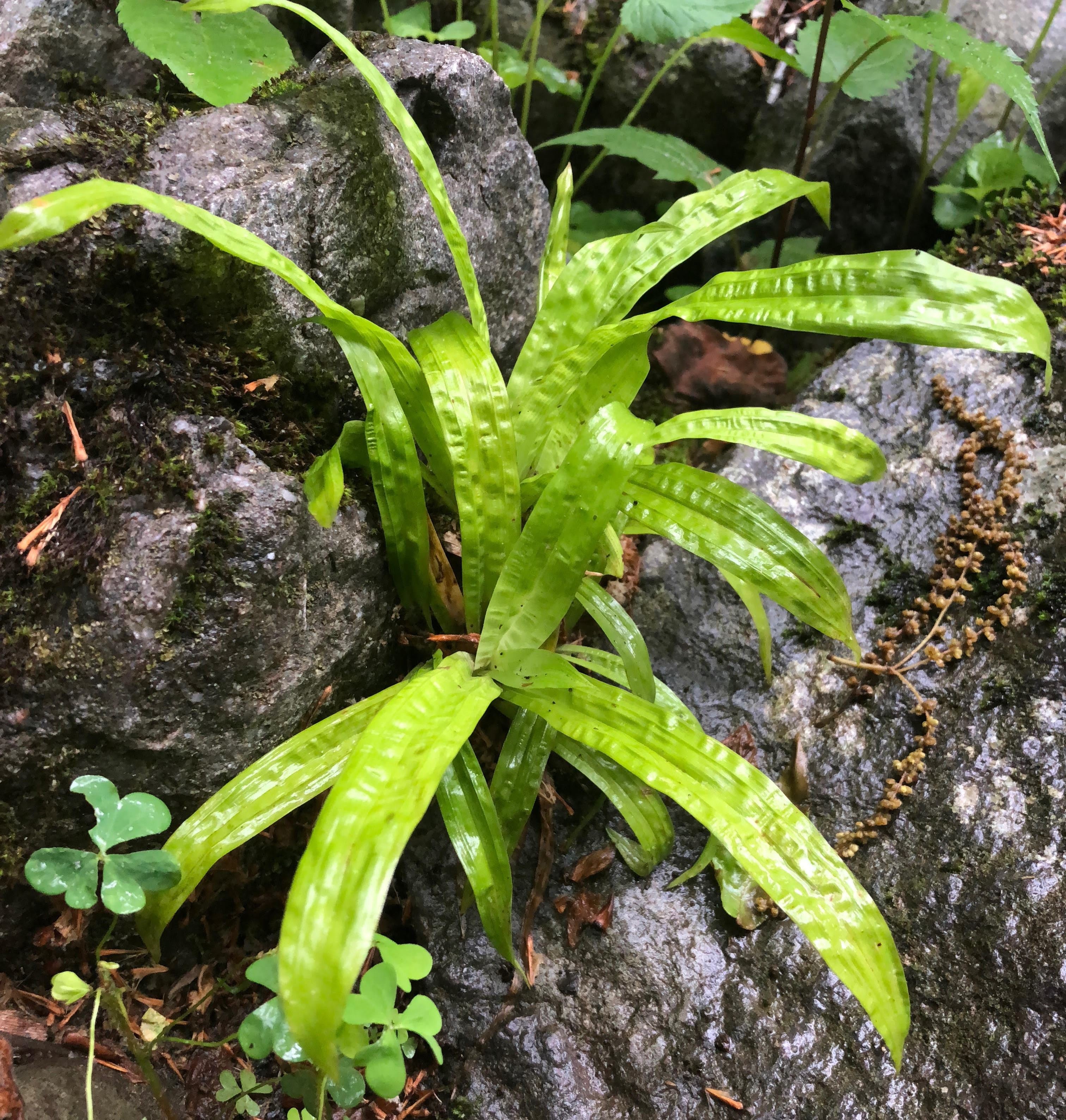Yew Dell Botanical Gardens