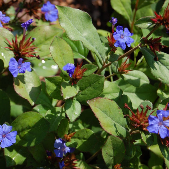Ceratostigma plumbaginoides (Plumbago)