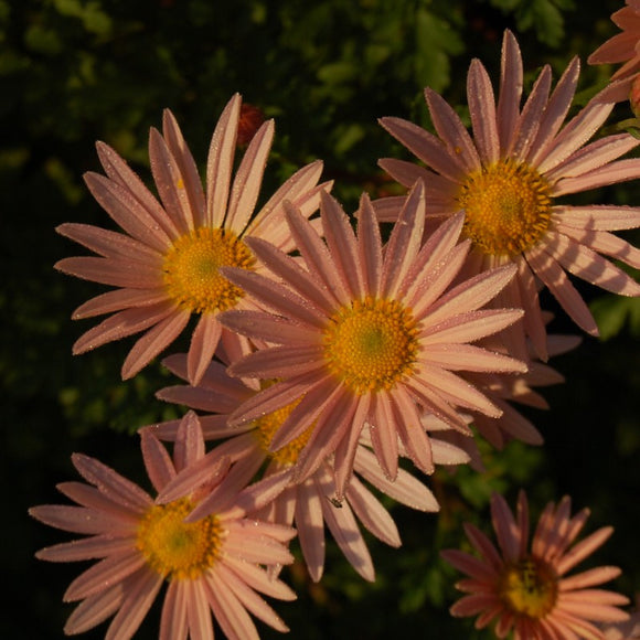 Chrysanthemum 'Mary Stoker' (Hardy Garden Mum)