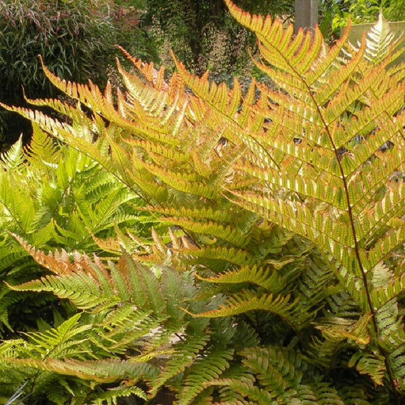 Dryopteris erythrosora 'Brilliance' (Autumn Fern)