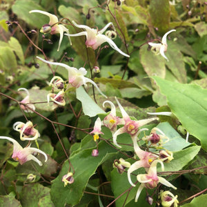 Epimedium 'Domino' (Barrenwort)