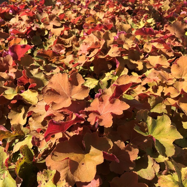 Heuchera villosa 'Caramel' (Coral Bell)
