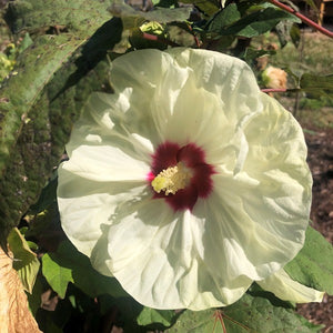 Hibiscus 'French Vanilla' (Hardy Hibiscus)