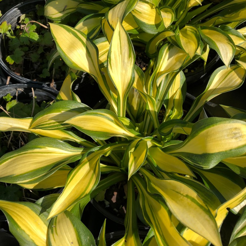 Hosta 'Rainbow's End' (Plantain Lily)