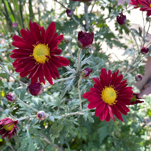 Chrysanthemum 'Springhouse Red' (Hardy Garden Mum)