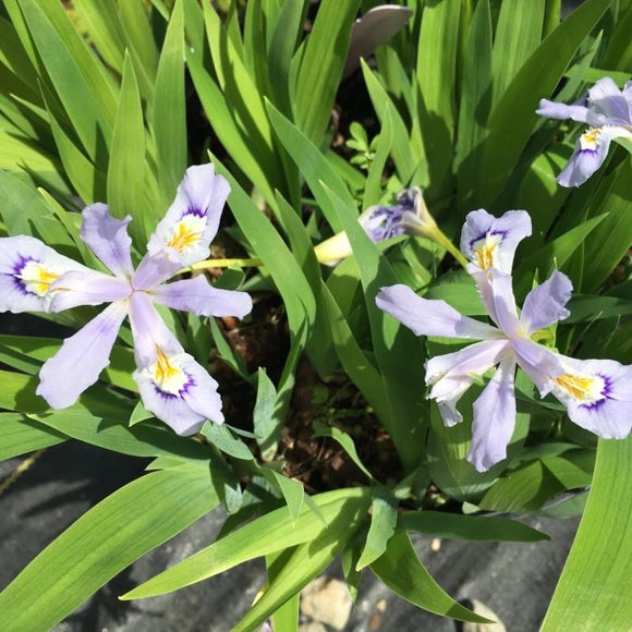Iris cristata 'Powder Blue Giant' (Dwarf Crested Iris)