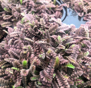 Leptinella squalida 'Platt's Black' (Brass Buttons)
