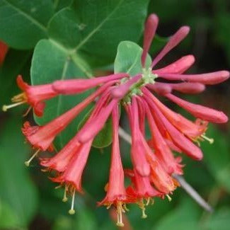 Lonicera sempervirens 'Blanche Sandman' (Coral Honeysuckle)