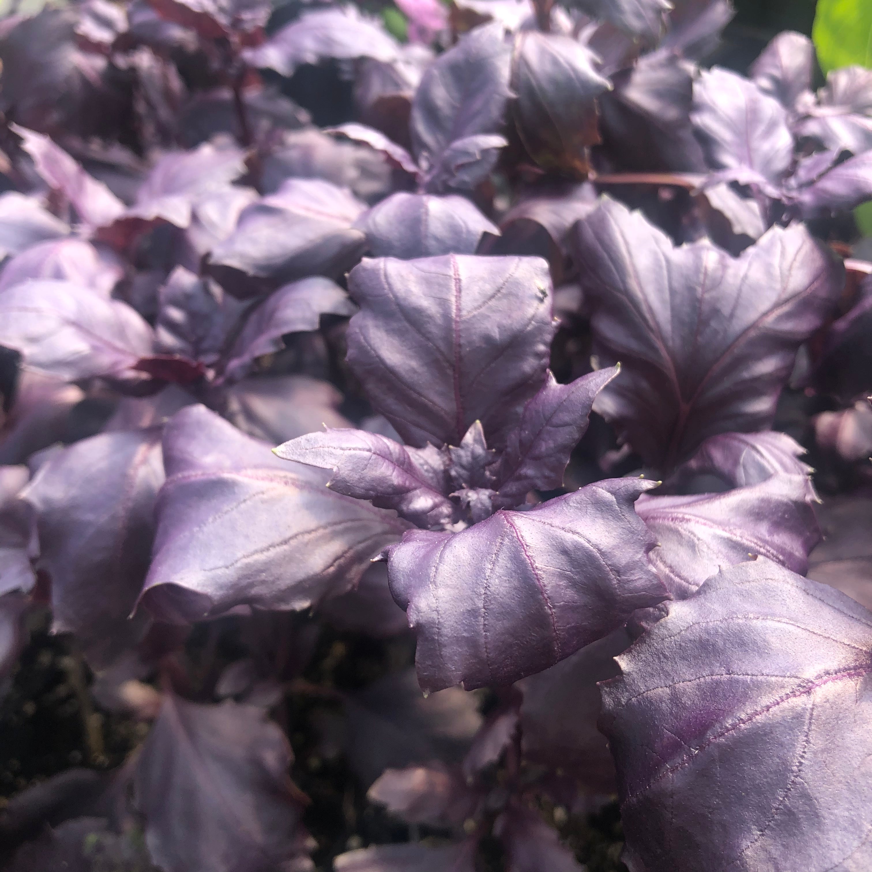 Yew Dell Botanical Gardens