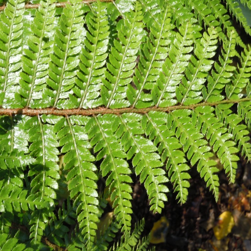Polystichum polyblepharum (Tassle Fern)