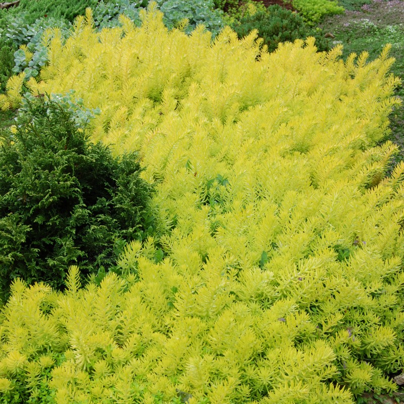 Yew Dell Botanical Gardens