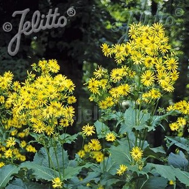 Silphium perfoliatum (Cup Plant)
