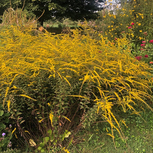 Solidago rugosa 'Fireworks' (Rough Goldenrod)