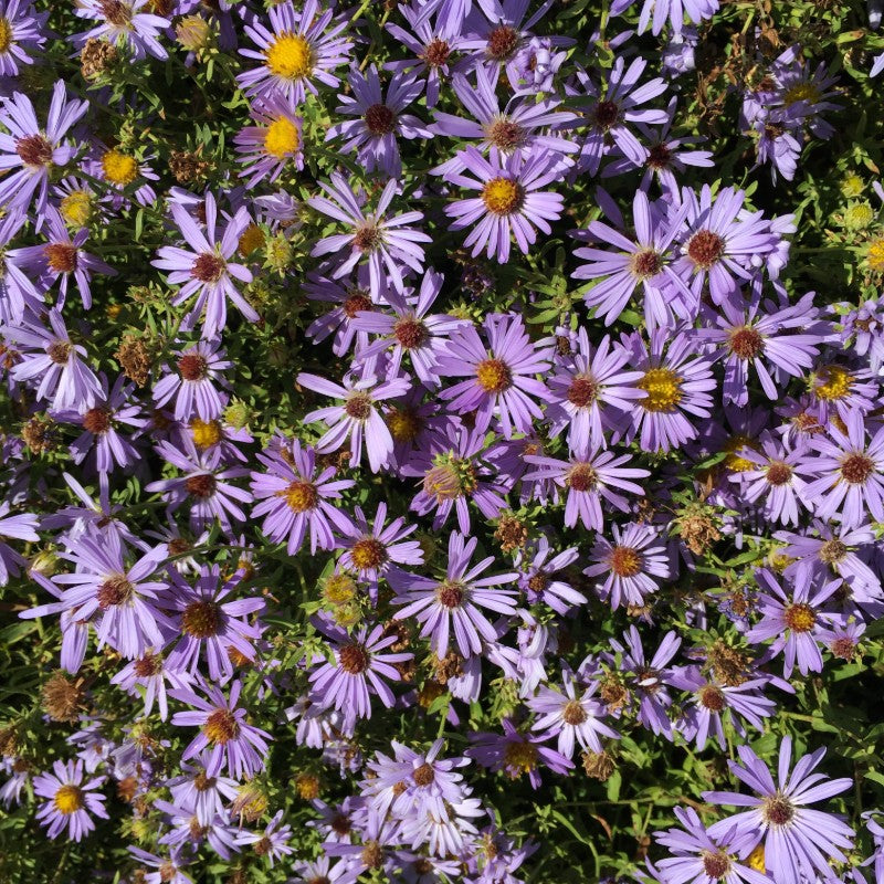 Symphyotrichum oblongifolium 'October Skies' (Fragrant Aster)