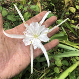 Hymenocallis caroliniana (Spider Lily)