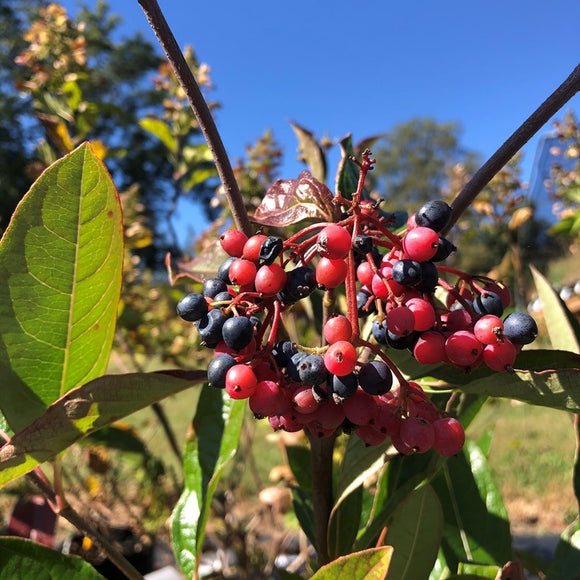 Viburnum nudum 'Bulk' (Brandywine™ Viburnum)